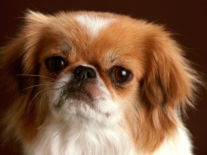 Pekingese Dog Wallpaper