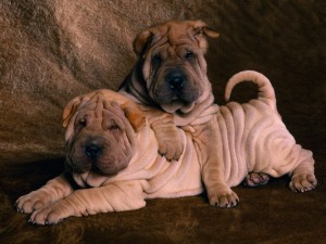 Shar Peis Wallpaper