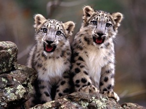 Snow Leopard Cubs Wallpaper