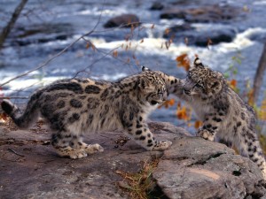 Snow Leopards King Of The Hill Wallpaper