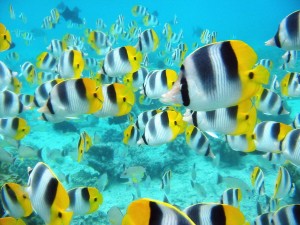 Tropical Fish Wallpaper