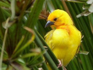 African Golden Weaver Wallpaper