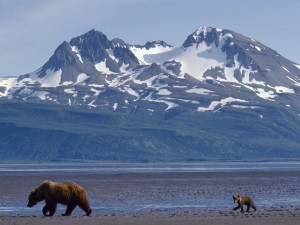 Alaska Bears Foraging Wallpaper