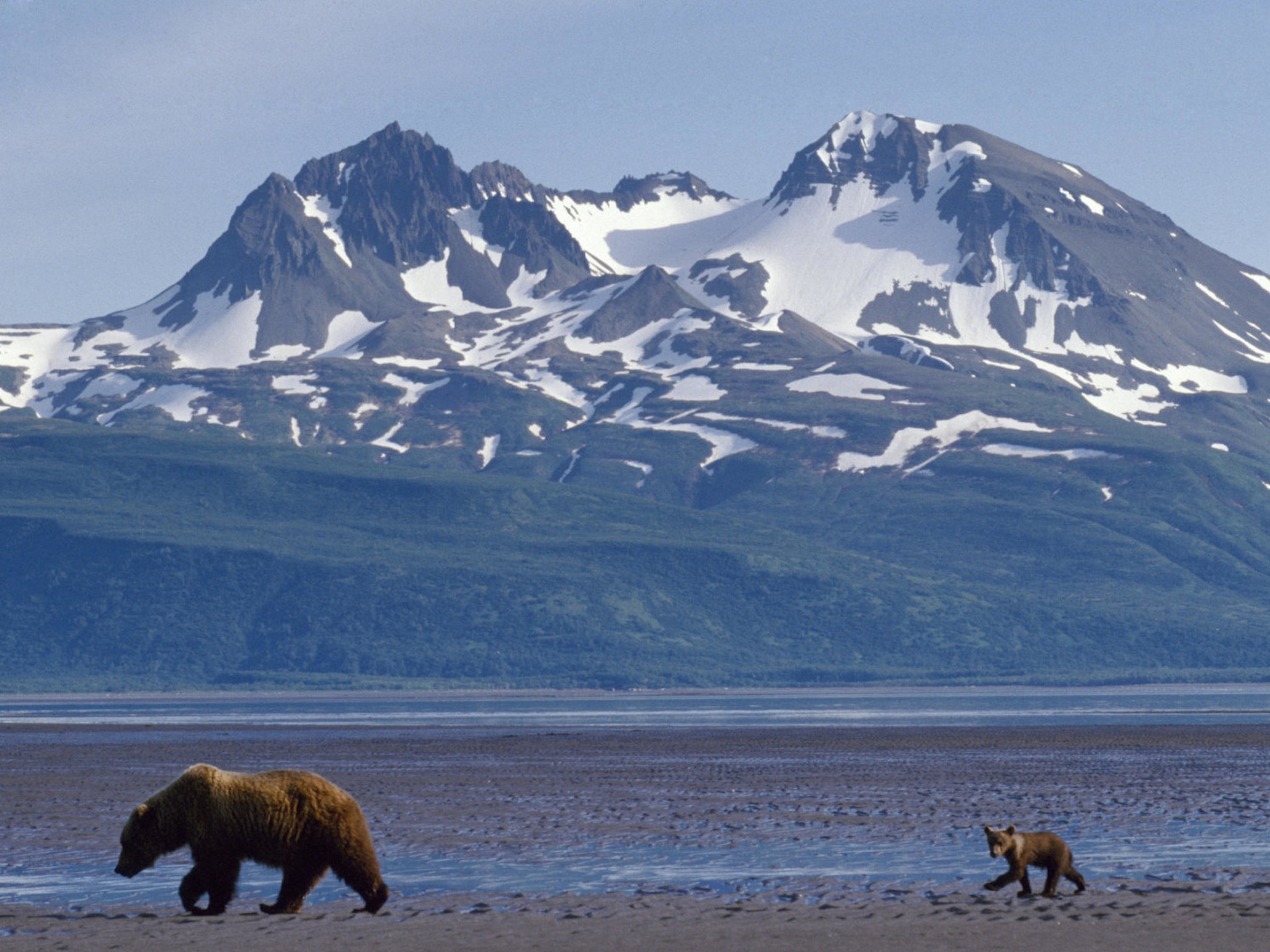 Обитатели аляски. Медведь Гризли на Аляске. Республика Тыва гора три медведя. Красноярский край гора три медведя. Гора три медведя в Тыве.
