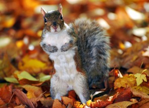 Autumn Squirrel Wallpaper