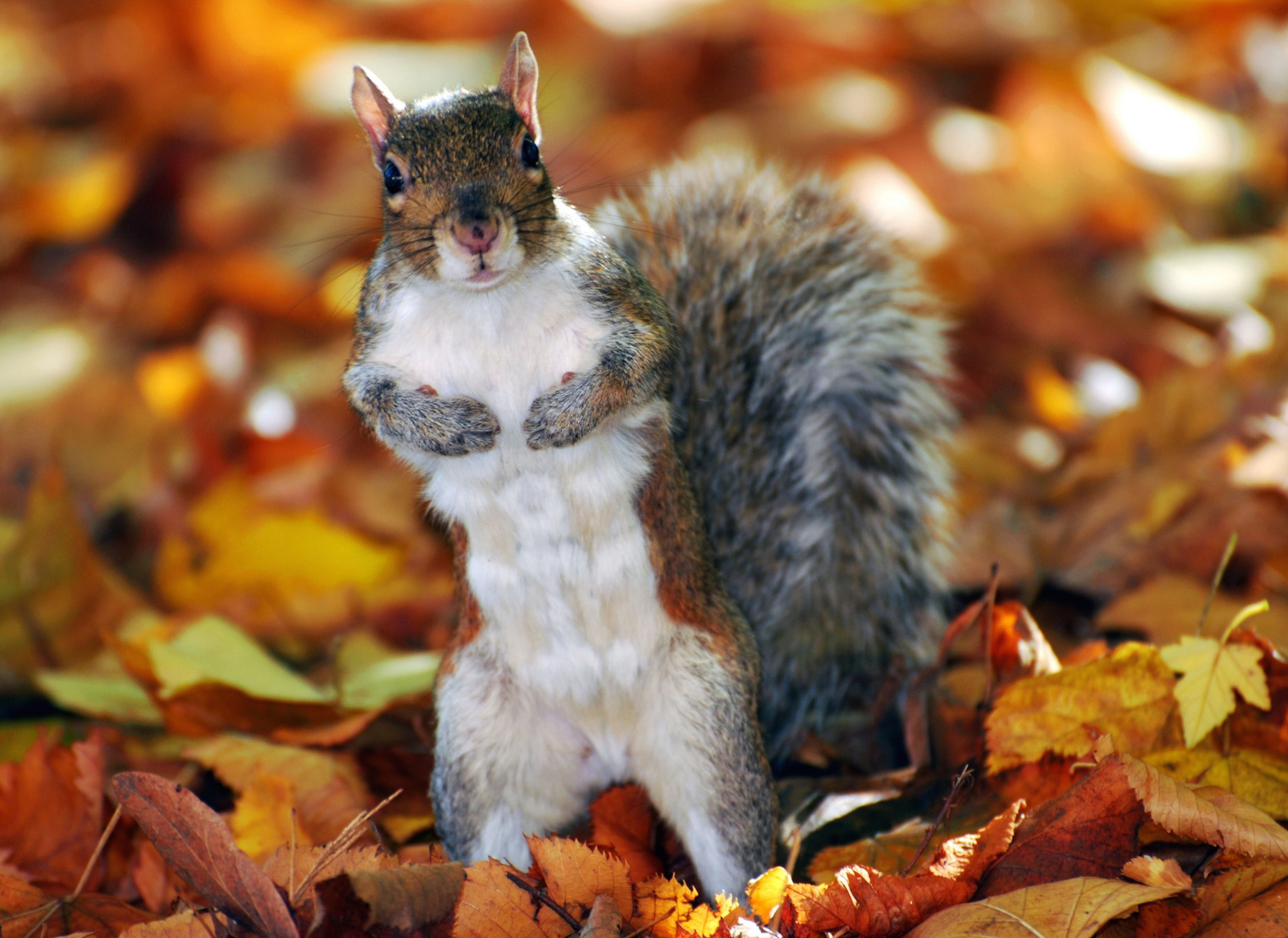 Autumn Squirrel Wallpaper Autumn Squirrel Wallpapers - Fall Wallpaper