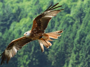 Bald Eagle Flying Wallpaper