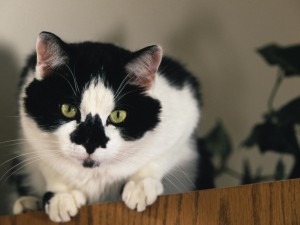 Bicolor Cat Wallpaper