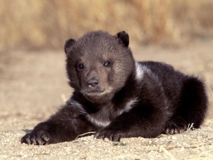 Black Bear Cub Resting Wallpaper