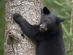 Black Bear Cub Scaling Tree Wallpaper