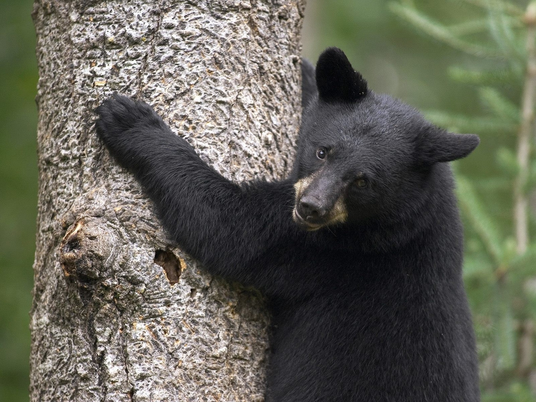 Медведь барибал умеет лазить по деревьям. Барибал медведь. Американский черный медведь Барибал. Барибал медведь на дереве. Барибал очковый.