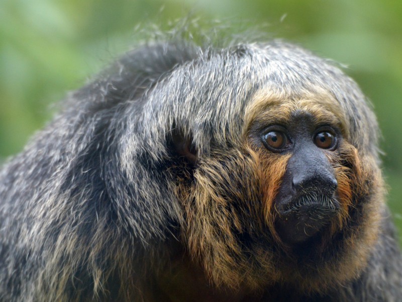 Brazilian Saki Monkey Wallpaper | Free Animal Backgrounds