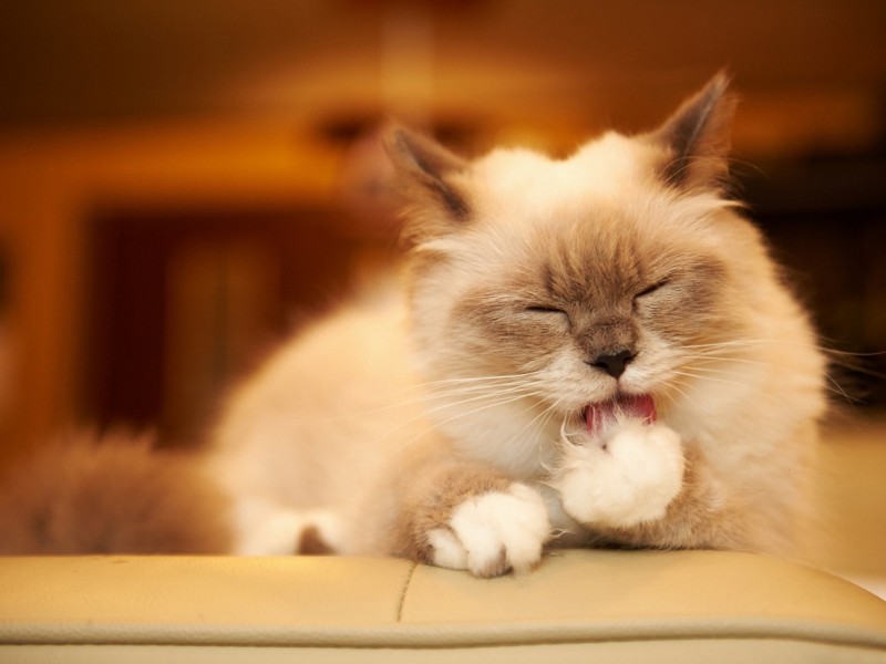 Cat Licking Paw Wallpaper