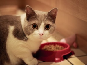 Cat Meal Time Wallpaper