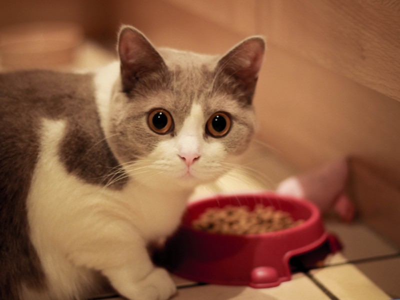 cat-meal-time-wallpaper-800x600.jpg