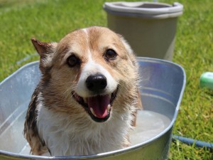 Dog Bathing Wallpaper