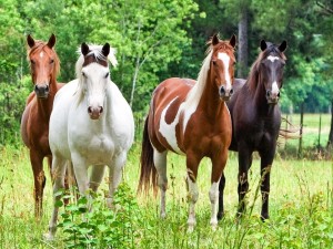 Equestrian Herd Wallpaper