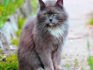 Fluffy Green Eyed Cat Wallpaper