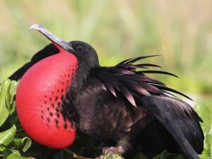 Frigatebird Wallpaper