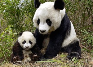 Giant Pandas, Wolong Nature Reserve Wallpaper