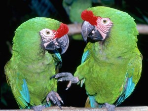 Great Green Macaws Wallpaper