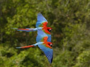 Green Winged Macaws Flying Wallpaper