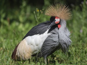 Grey Crowned Crane Wallpaper