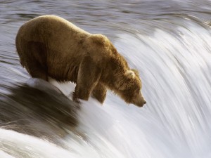 Grizzly Bear Fishing, Katmai National Park, Alaska Wallpaper