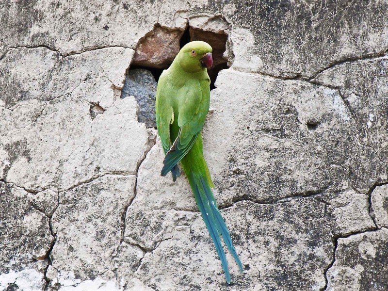 Indian Ringneck Parakeet Wallpaper