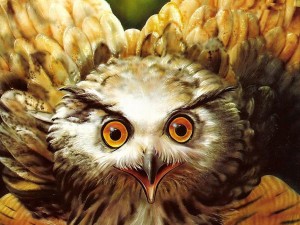 Owl Eyes Painting Wallpaper