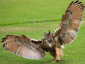 Owl Spreading Wings Wallpaper