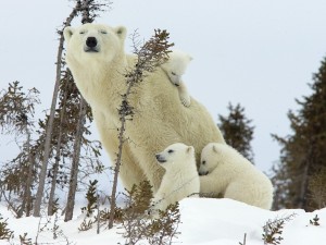 Polar Bear Mother-Cubs-Wapusk National Park Wallpaper