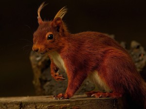 Red Squirrel Rodent Wallpaper