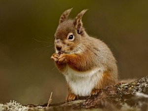 Squirrel Eating Nut Wallpaper