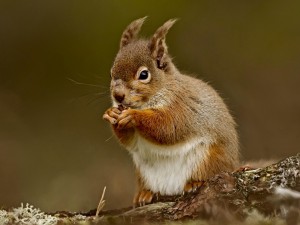 Squirrel Eating Nut Wallpaper