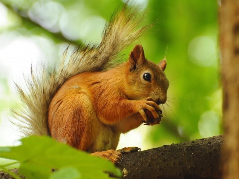 Squirrel Enjoying Nut Wallpaper