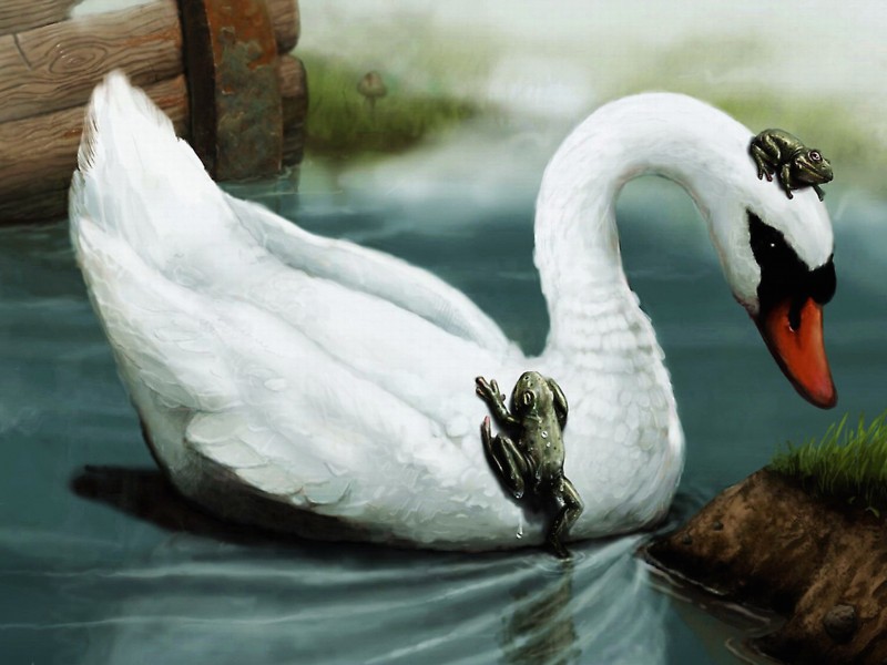 Swan Friends Painting Wallpaper