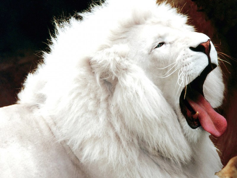 White Lion Yawning Wallpaper