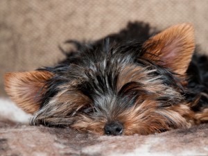 Yorkie Resting Wallpaper