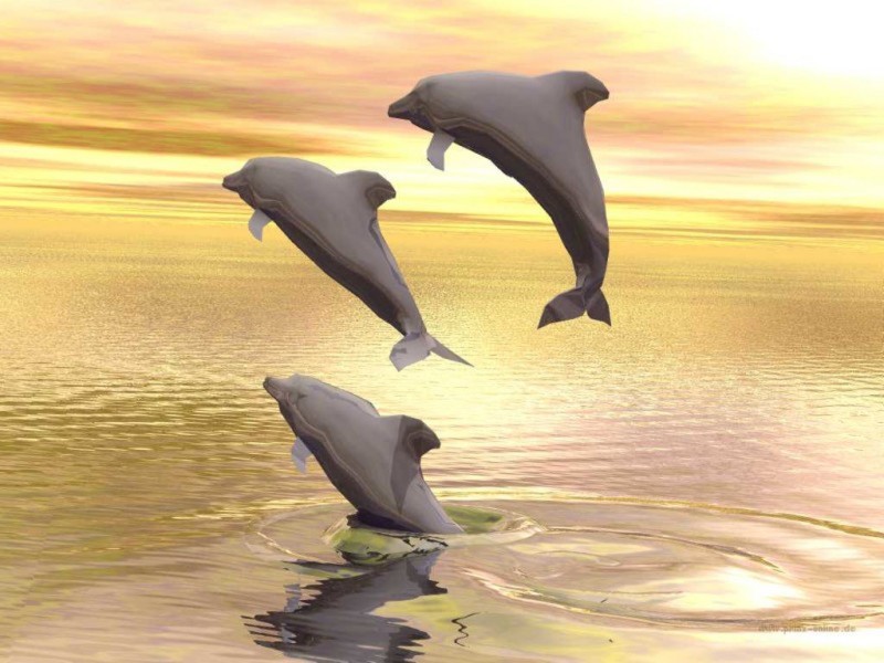 Dolphin Wallpaper-Free 3D Desktop Wallpapers