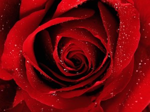 A Red Rose For You