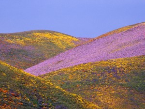 Ablaze With Spring Colors, Gorman, California