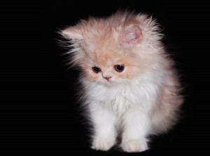 Adorable Furball Kitten Wallpaper