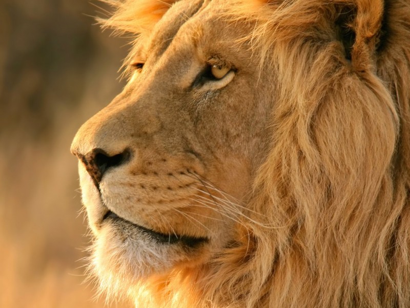 African Lion Safari Wallpaper