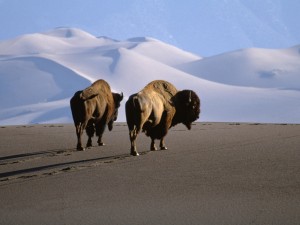 American Bison Wallpaper