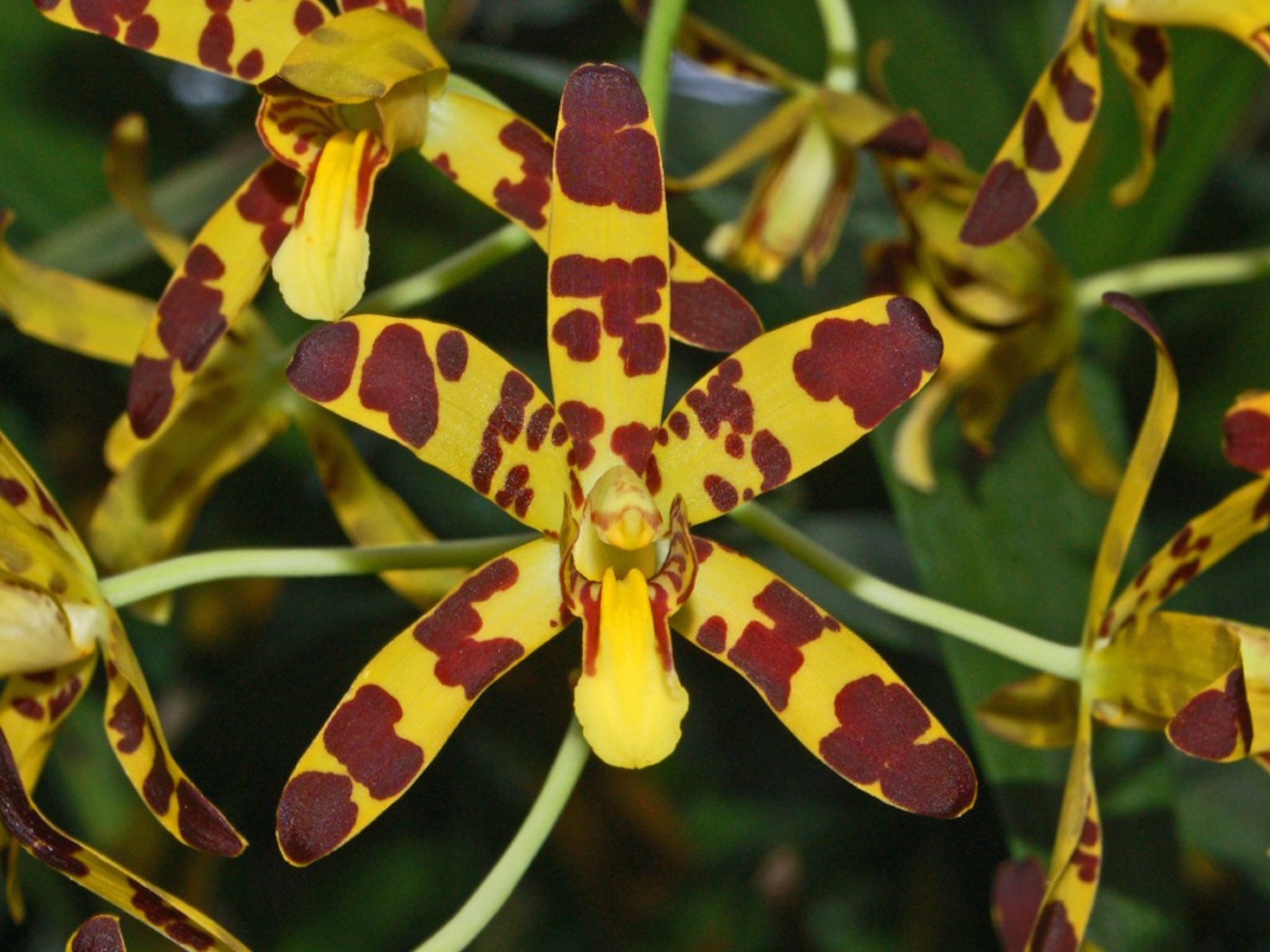 Big Flower Wallpaper South Africa Ansellia Africana Wallpaper-Free HD Flower Wallpapers