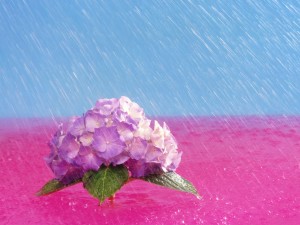 April Showers Bring May Flowers,  Hydrangea