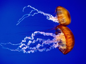 Atlantic Ocean Sea Nettles Jellyfish Wallpaper