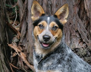 Australian Cattle Dog Wallpaper