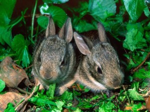 Baby Cottontail Rabbits Wallpaper